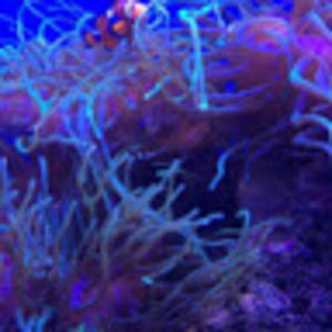 Meet your Posher, Sonya